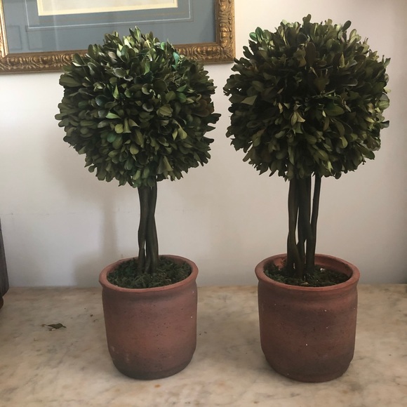 Other - SOLD Pair of dried/petrified boxwood topiaries